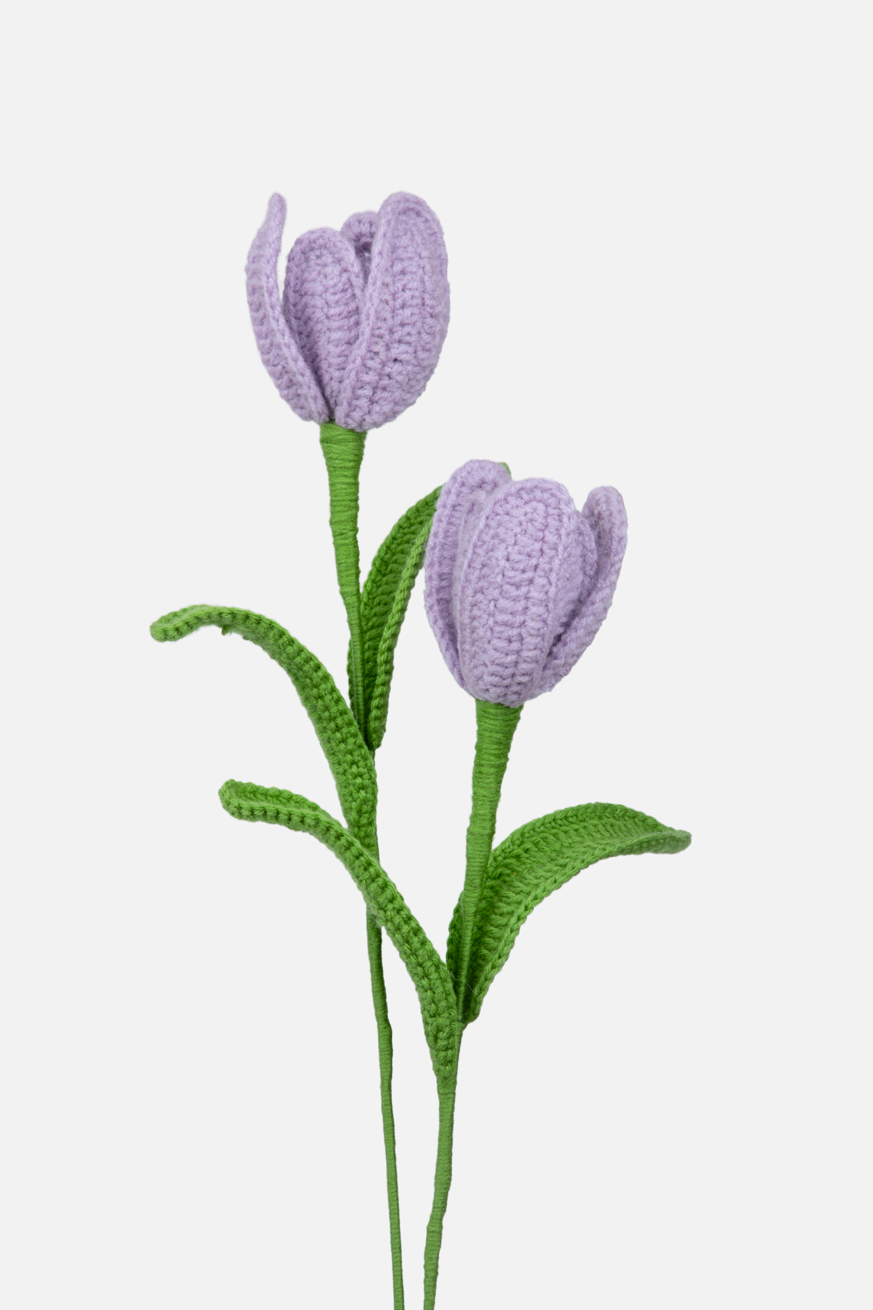 Tulip