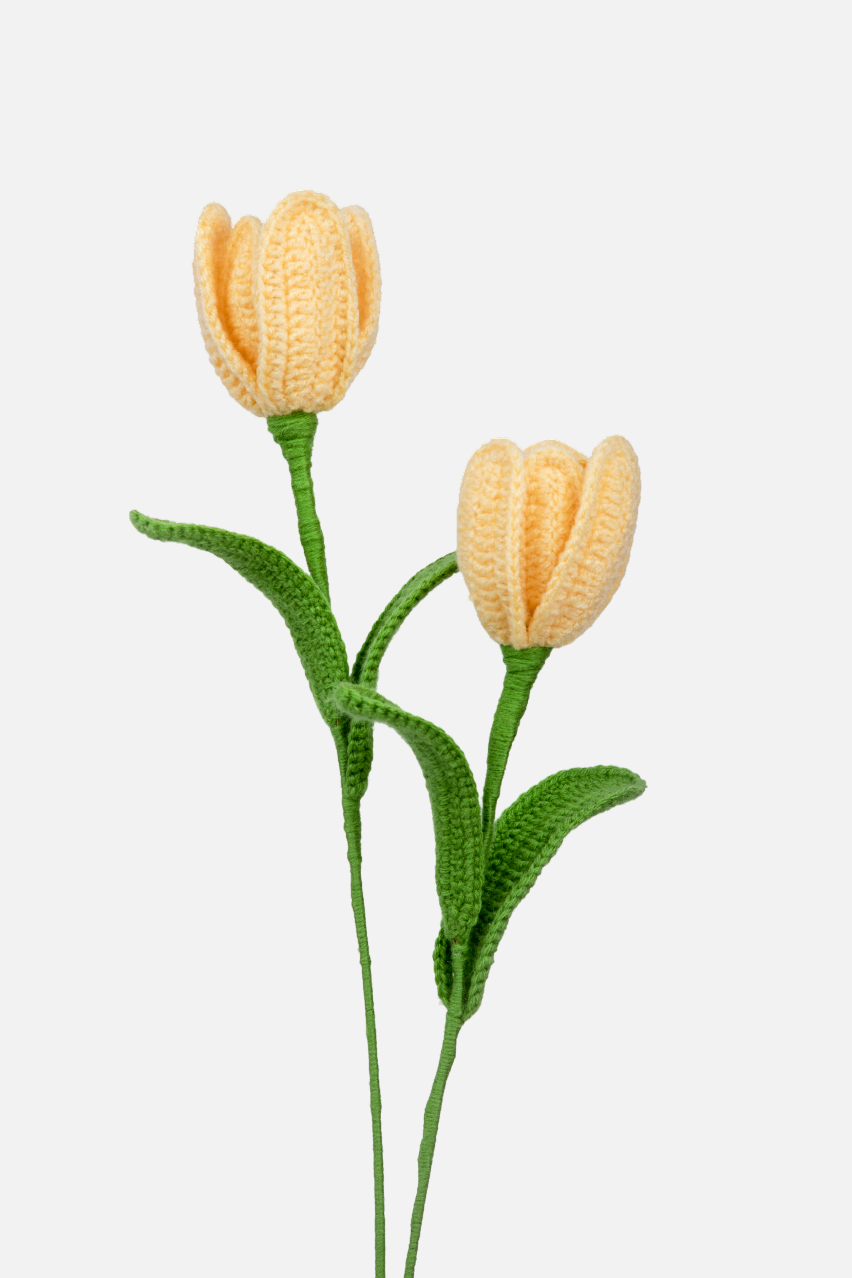 Tulip