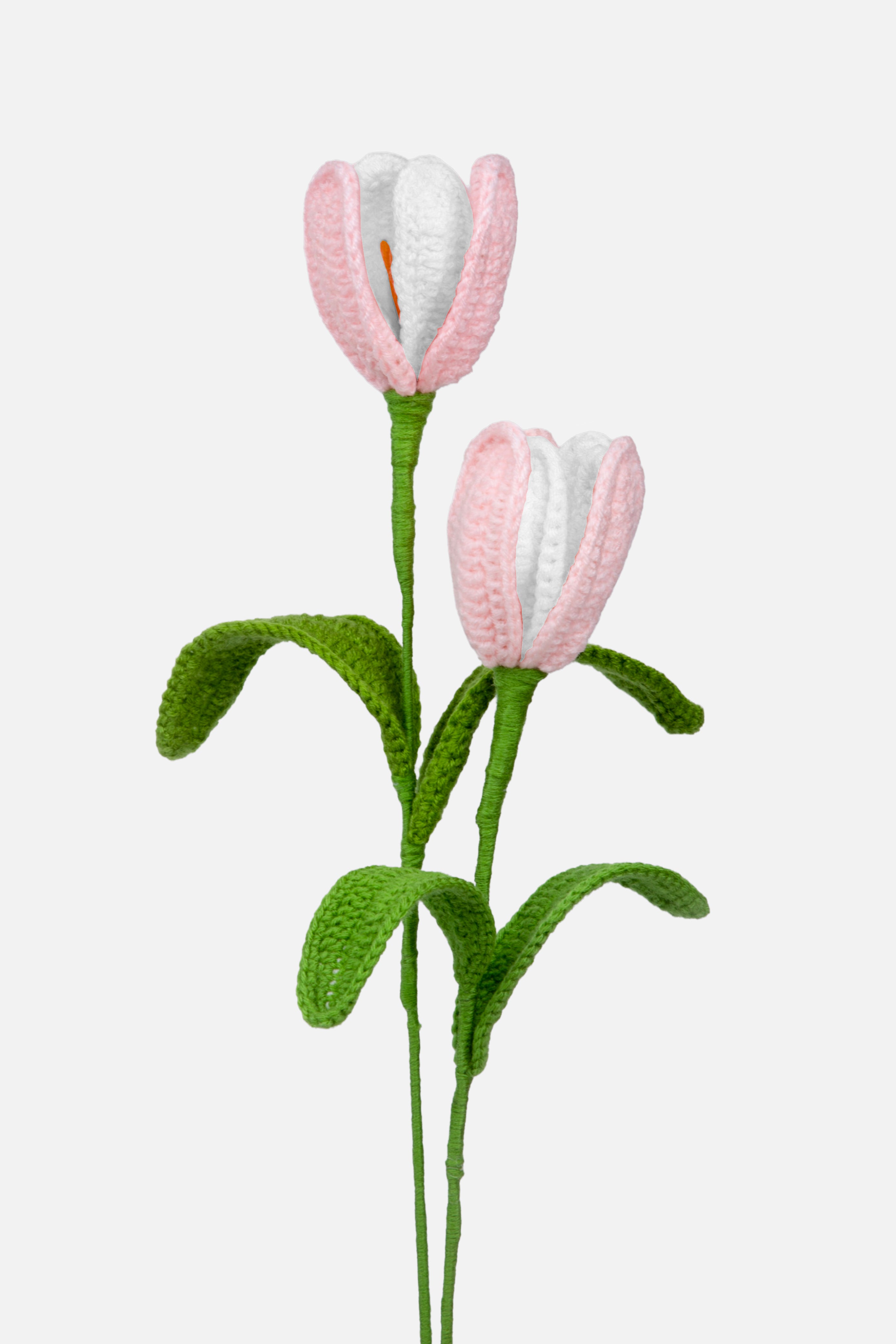 Tulip