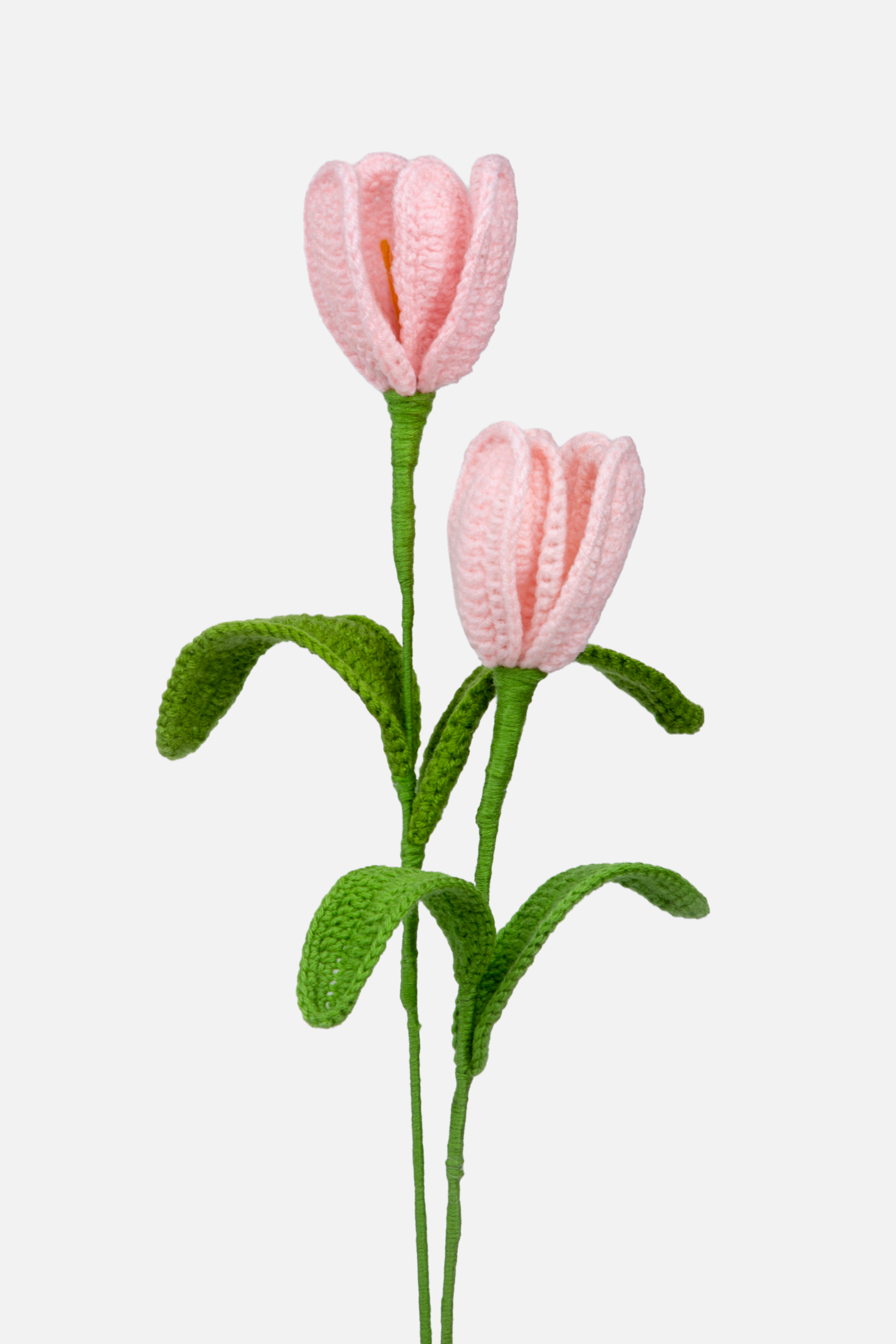 Tulip