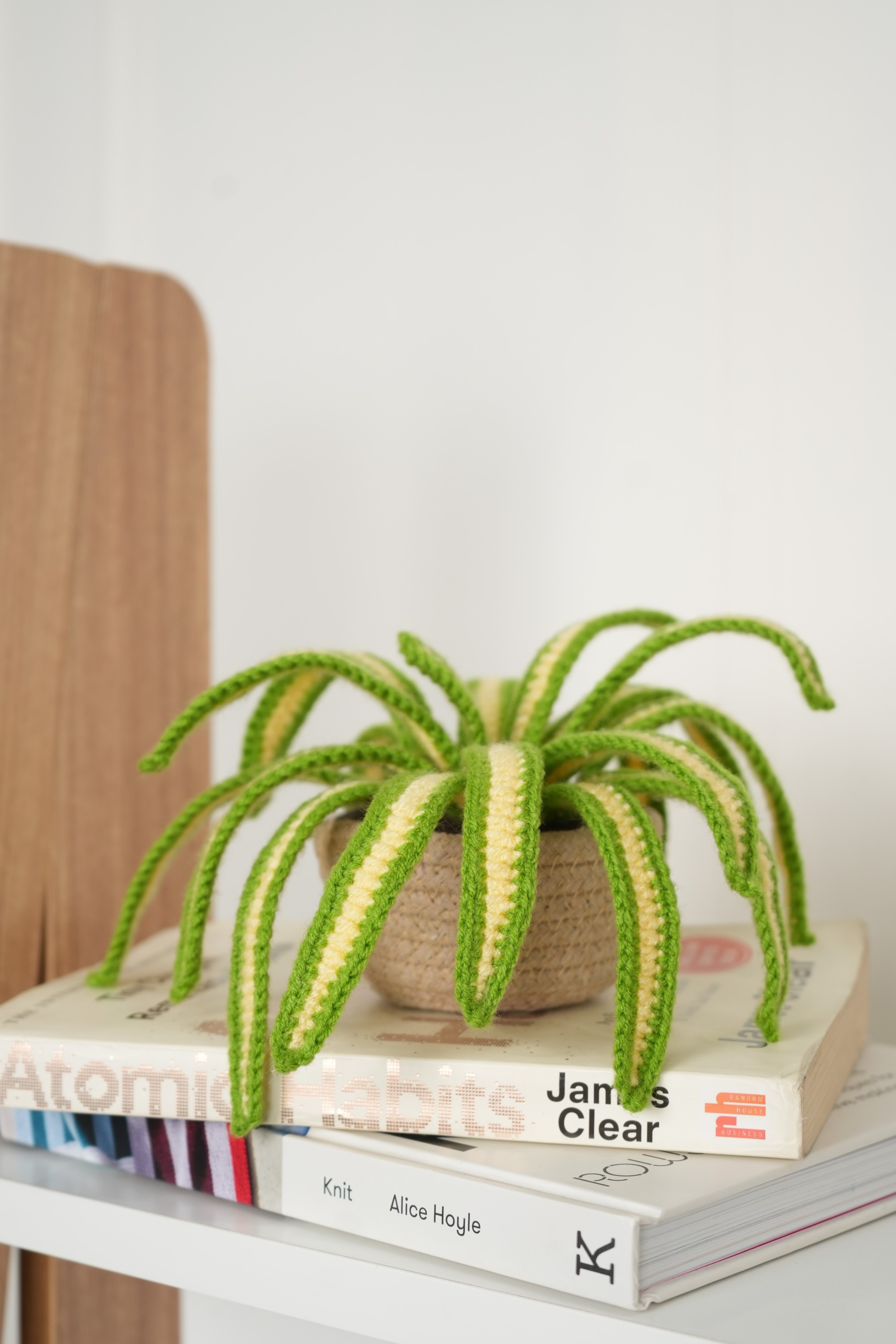 Spider Plant