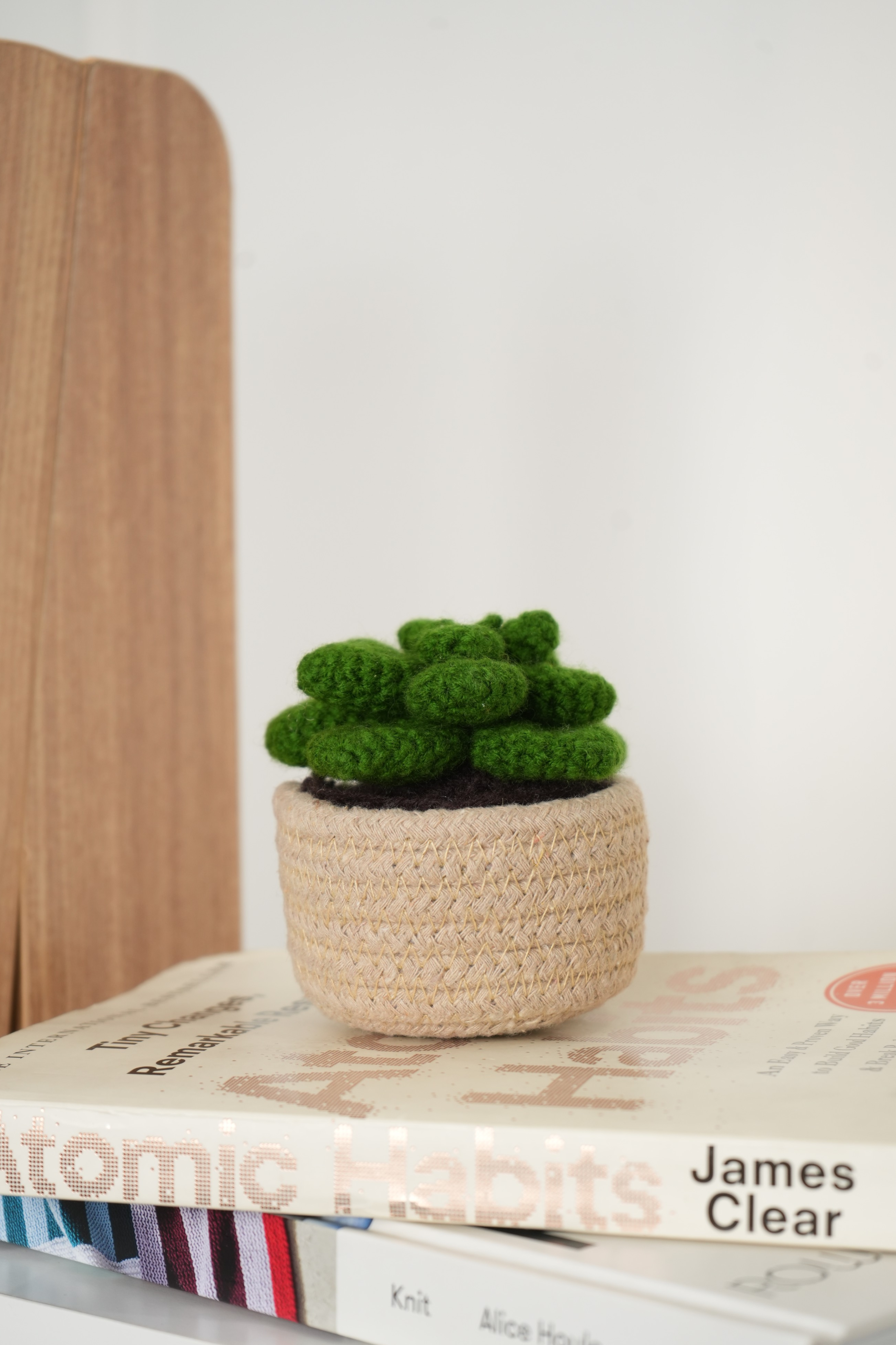 Succulent