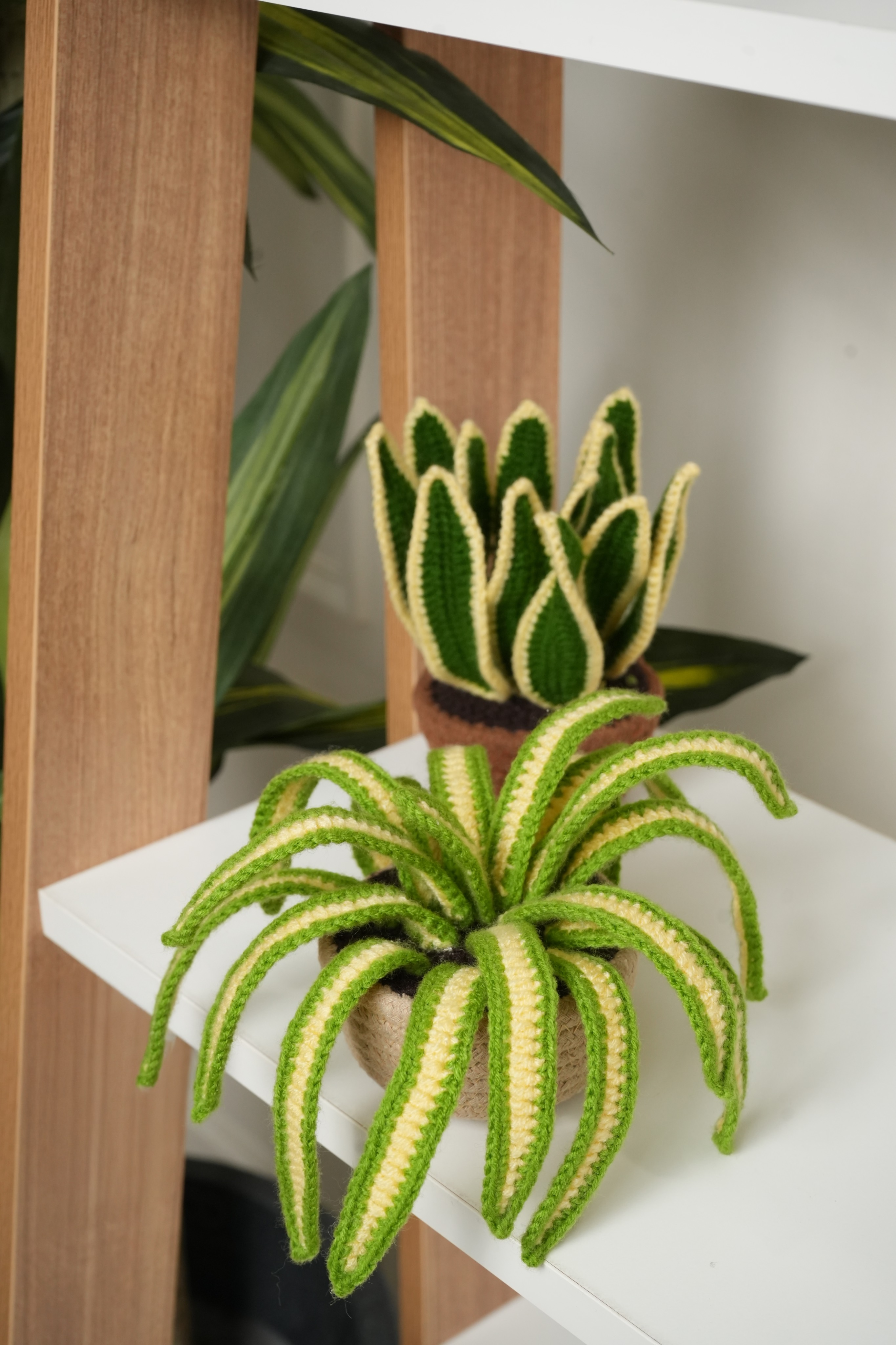 Spider Plant